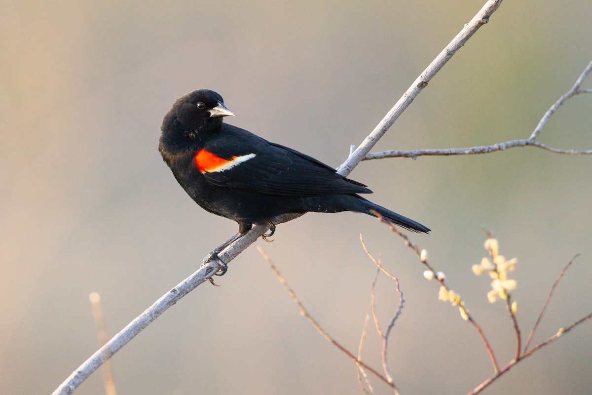 rødvingetrupial - ML646094109