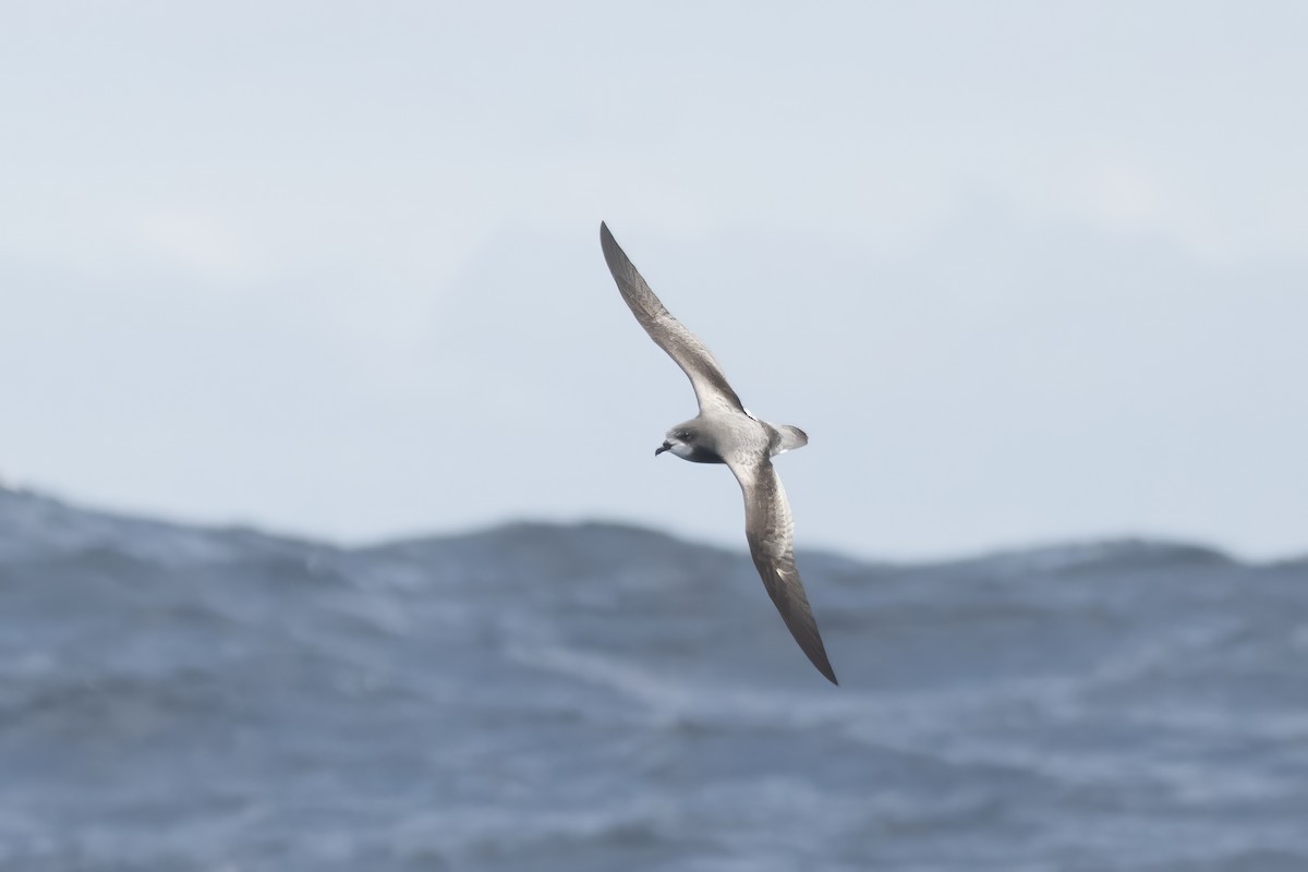 Soft-plumaged Petrel - ML646094110