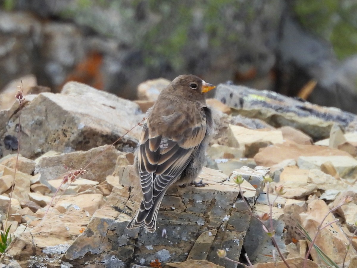 grånakkefjellfink - ML646094119