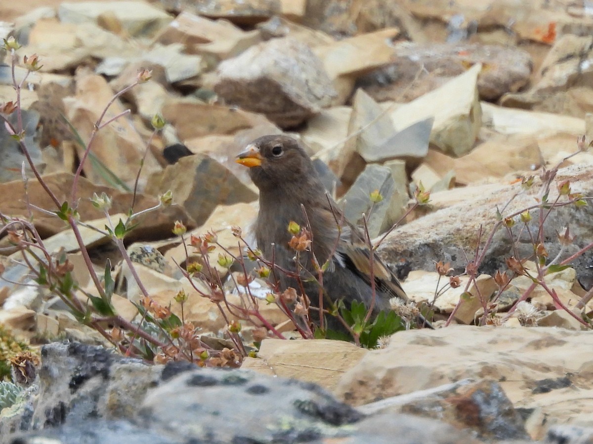 grånakkefjellfink - ML646094126