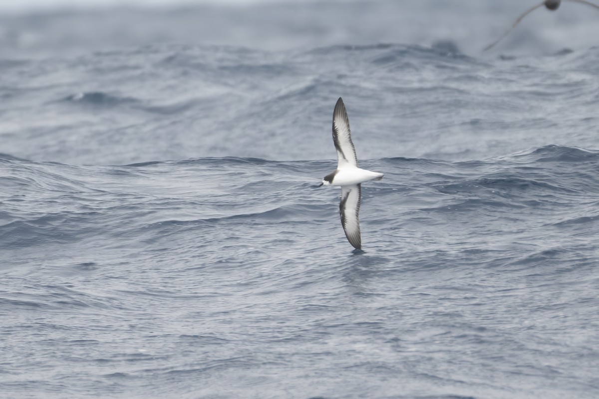 Gould's Petrel - ML646094137