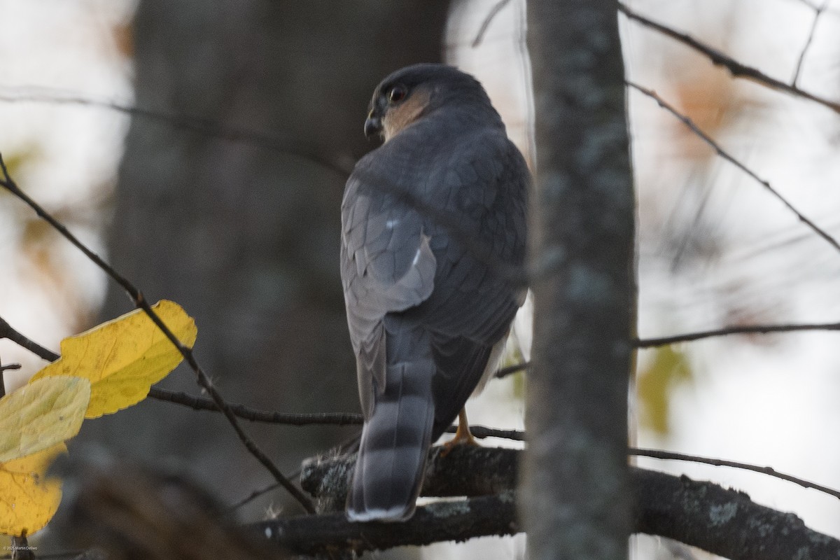 Яструб неоарктичний - ML646094140