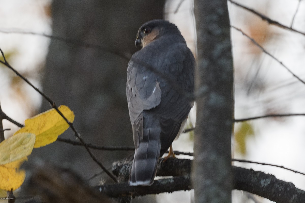 Яструб неоарктичний - ML646094141