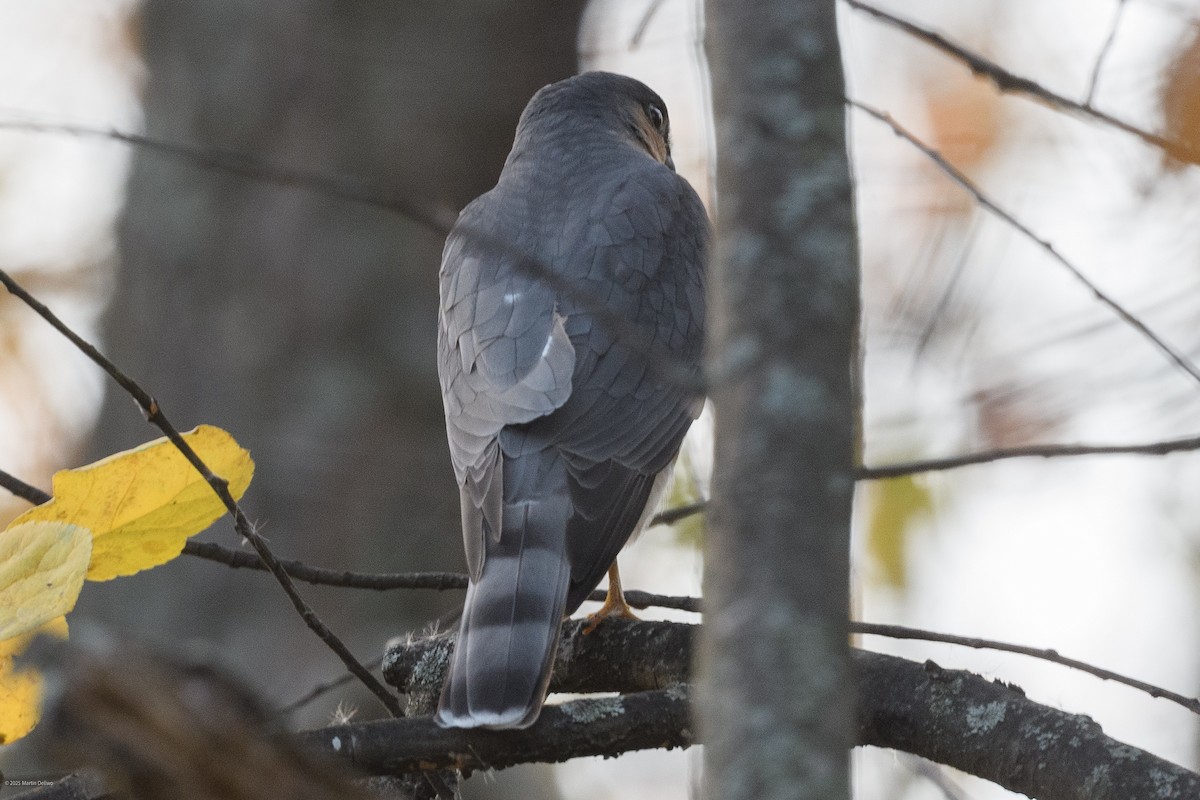 Яструб неоарктичний - ML646094142