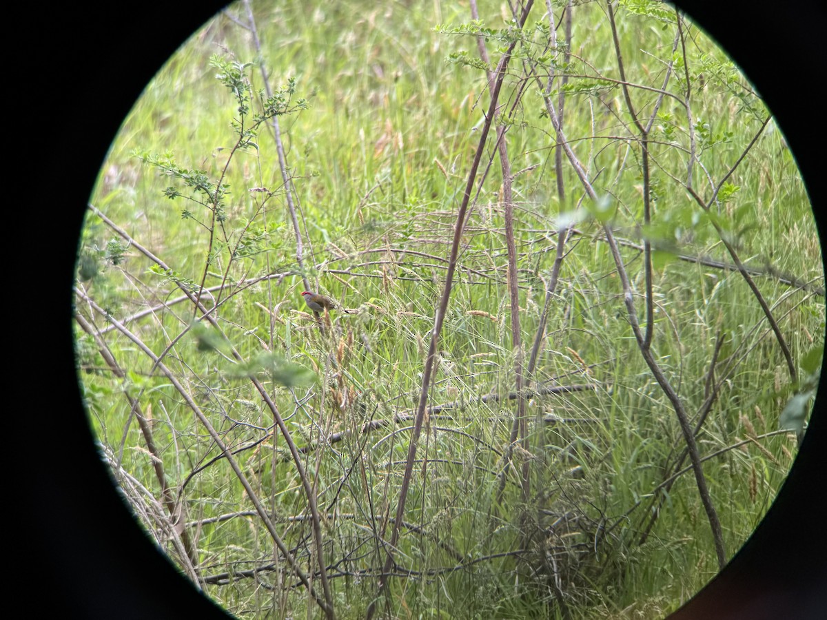 Al Kaşlı Belikınalı - ML646094146