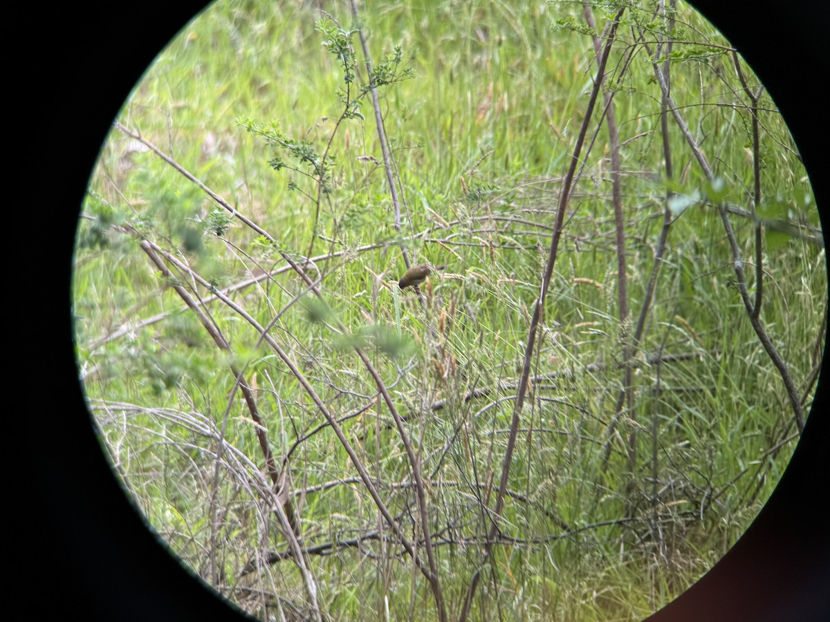 Al Kaşlı Belikınalı - ML646094147