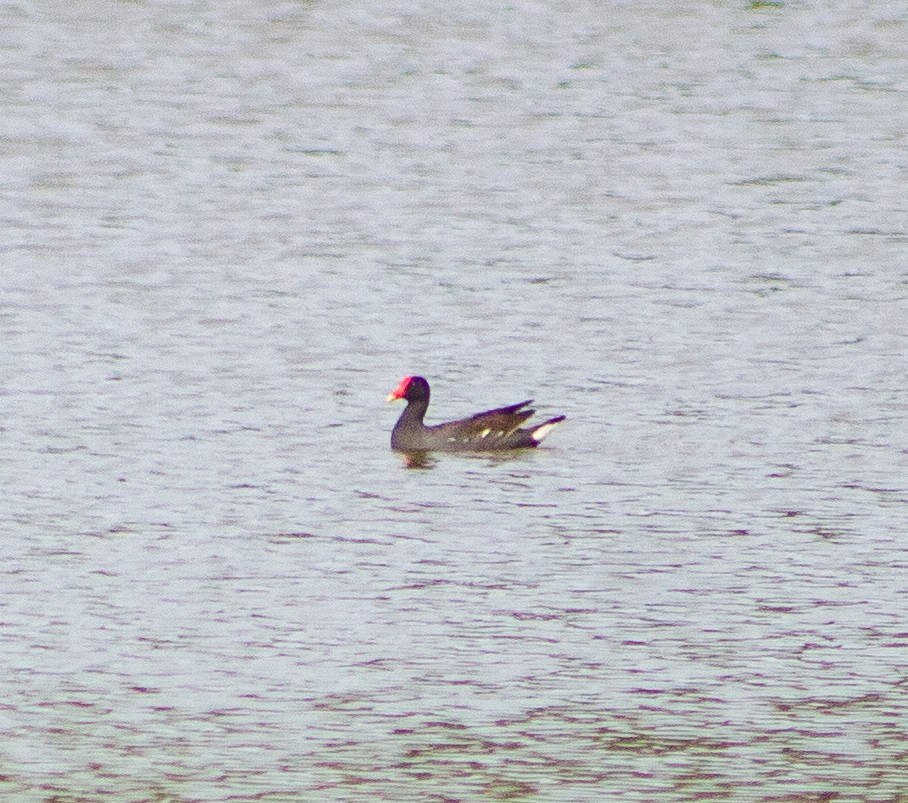 Gallinule d'Amérique - ML646094151