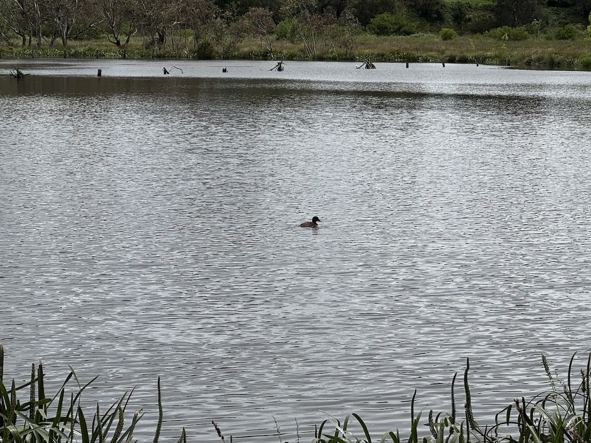 Hardhead - ML646094157