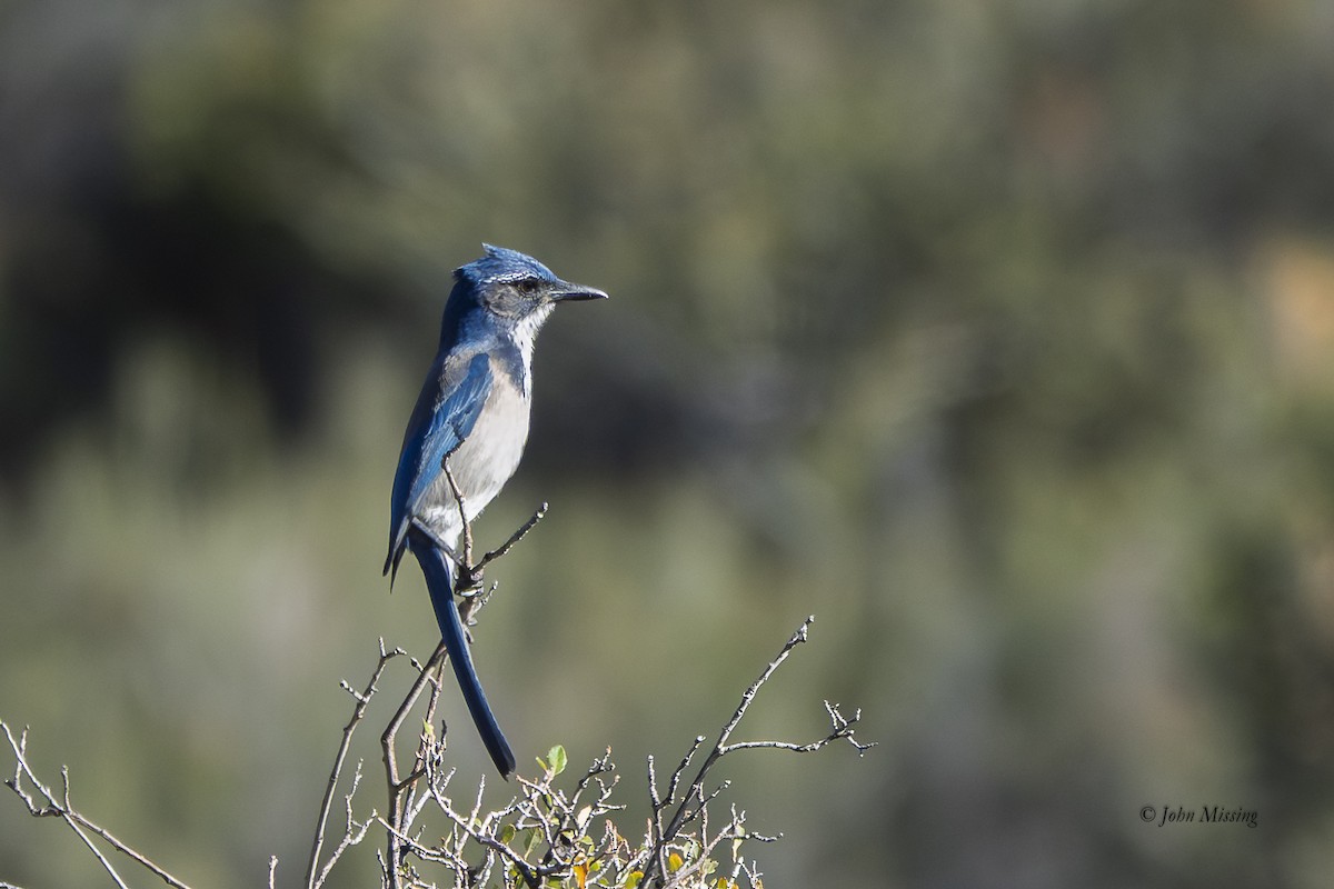 California Scrub-Jay - ML646094161