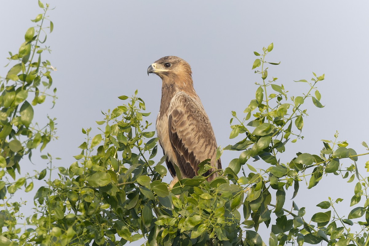 Tawny Eagle - ML646094165