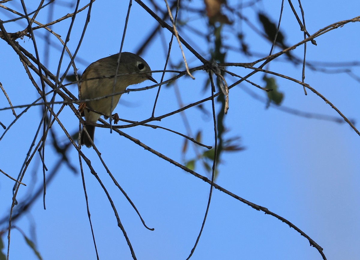 Ruby-crowned Kinglet - ML646094175