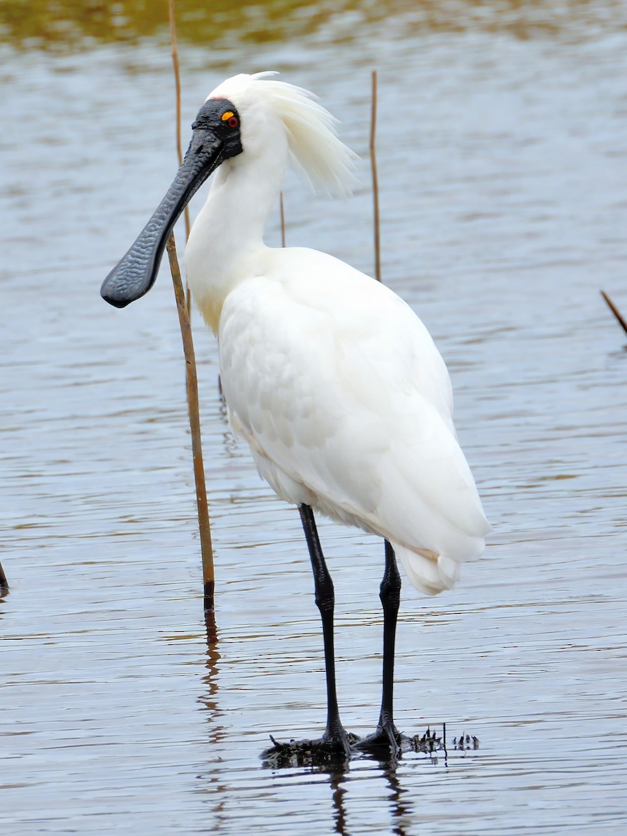 オーストラリアヘラサギ - ML646094177