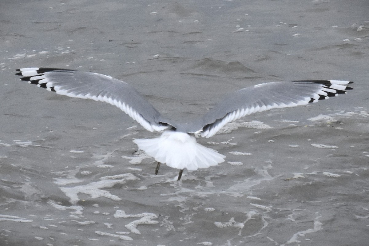 Short-billed Gull - ML646094180