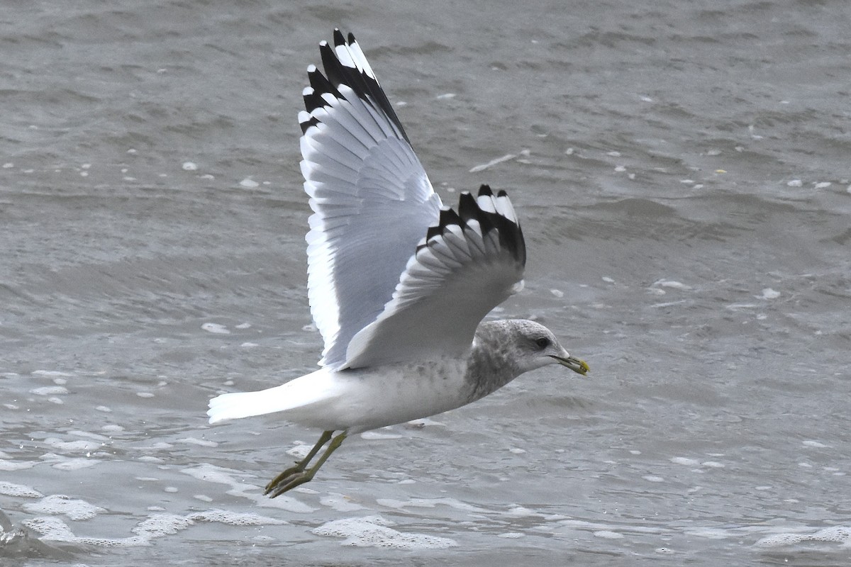 Short-billed Gull - ML646094181
