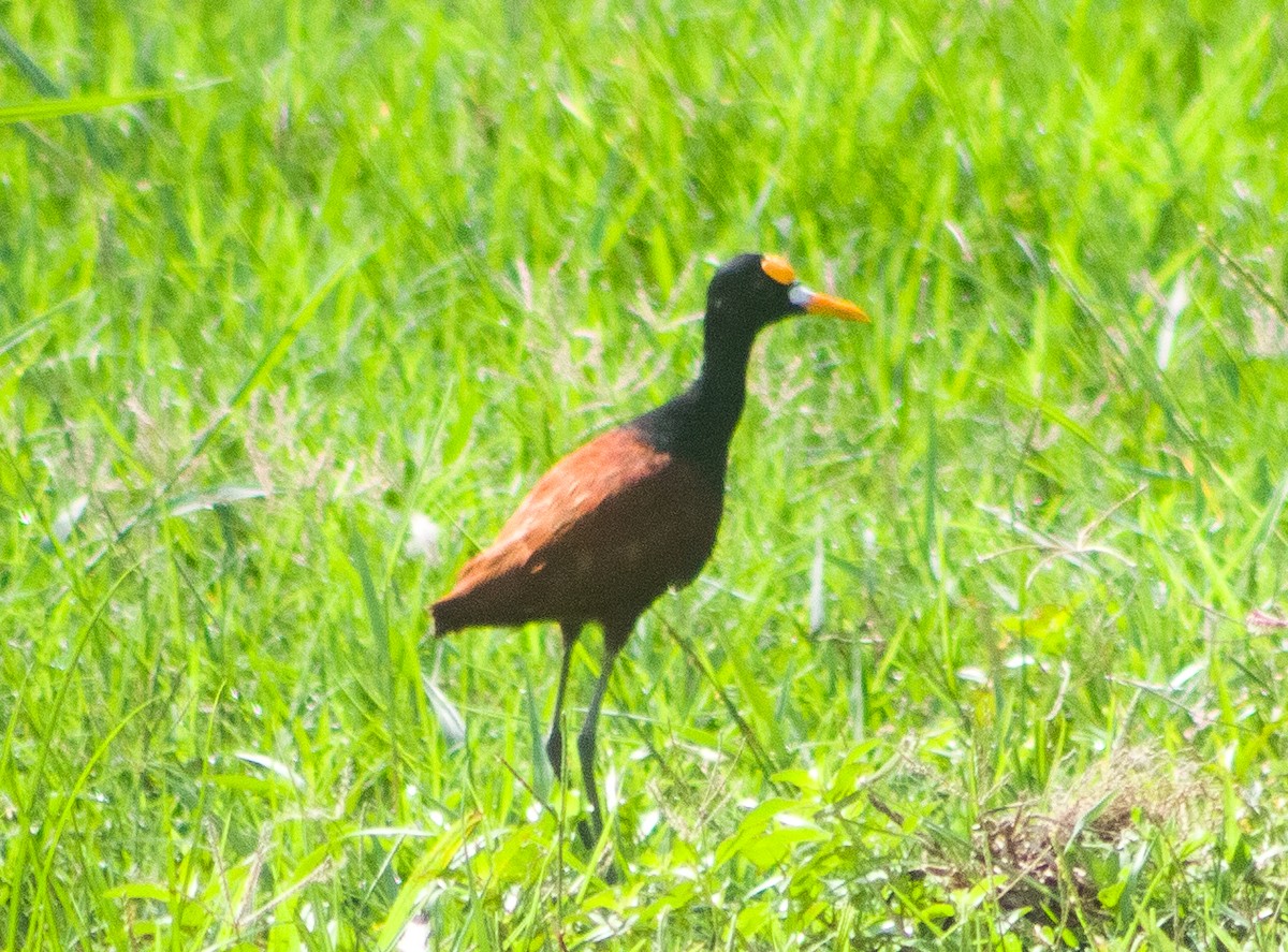 Northern Jacana - ML646094183