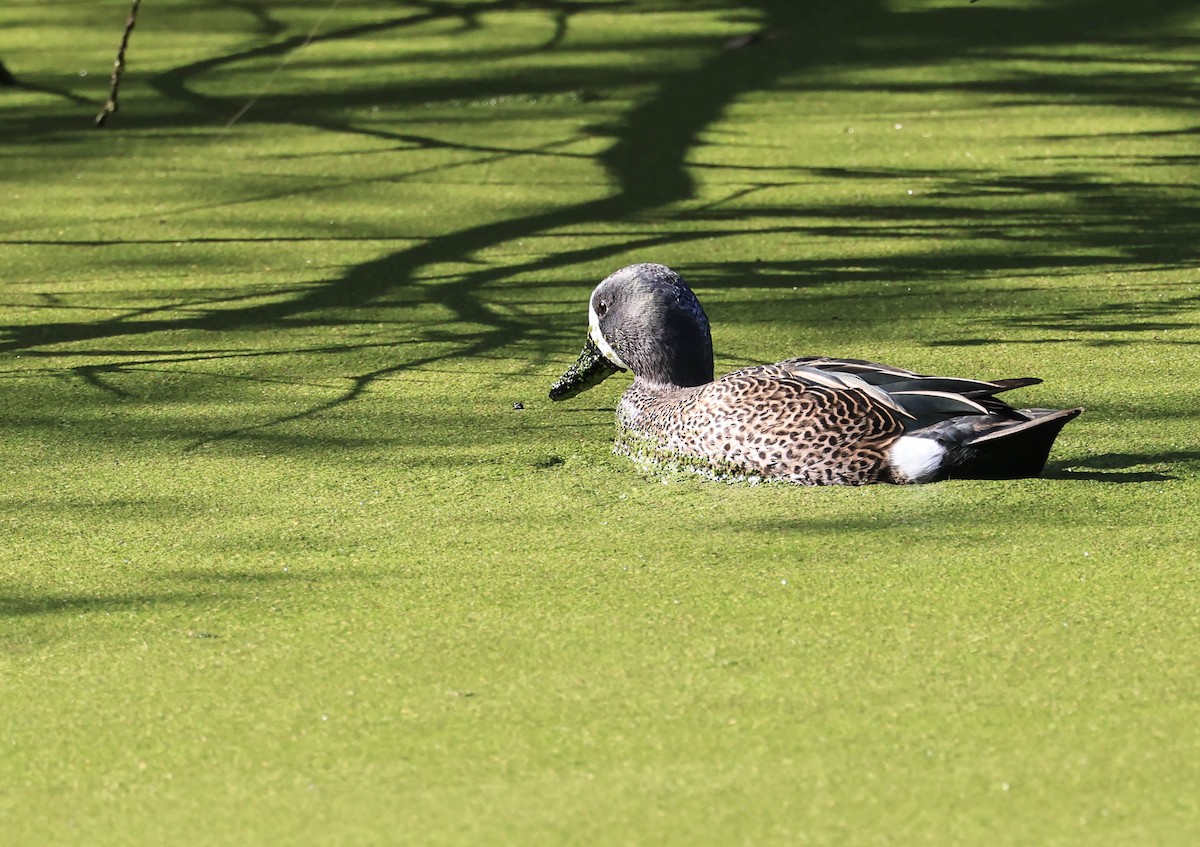 Blue-winged Teal - ML646094186