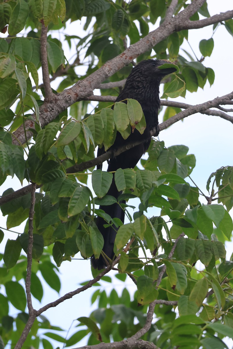 Smooth-billed Ani - ML646094187