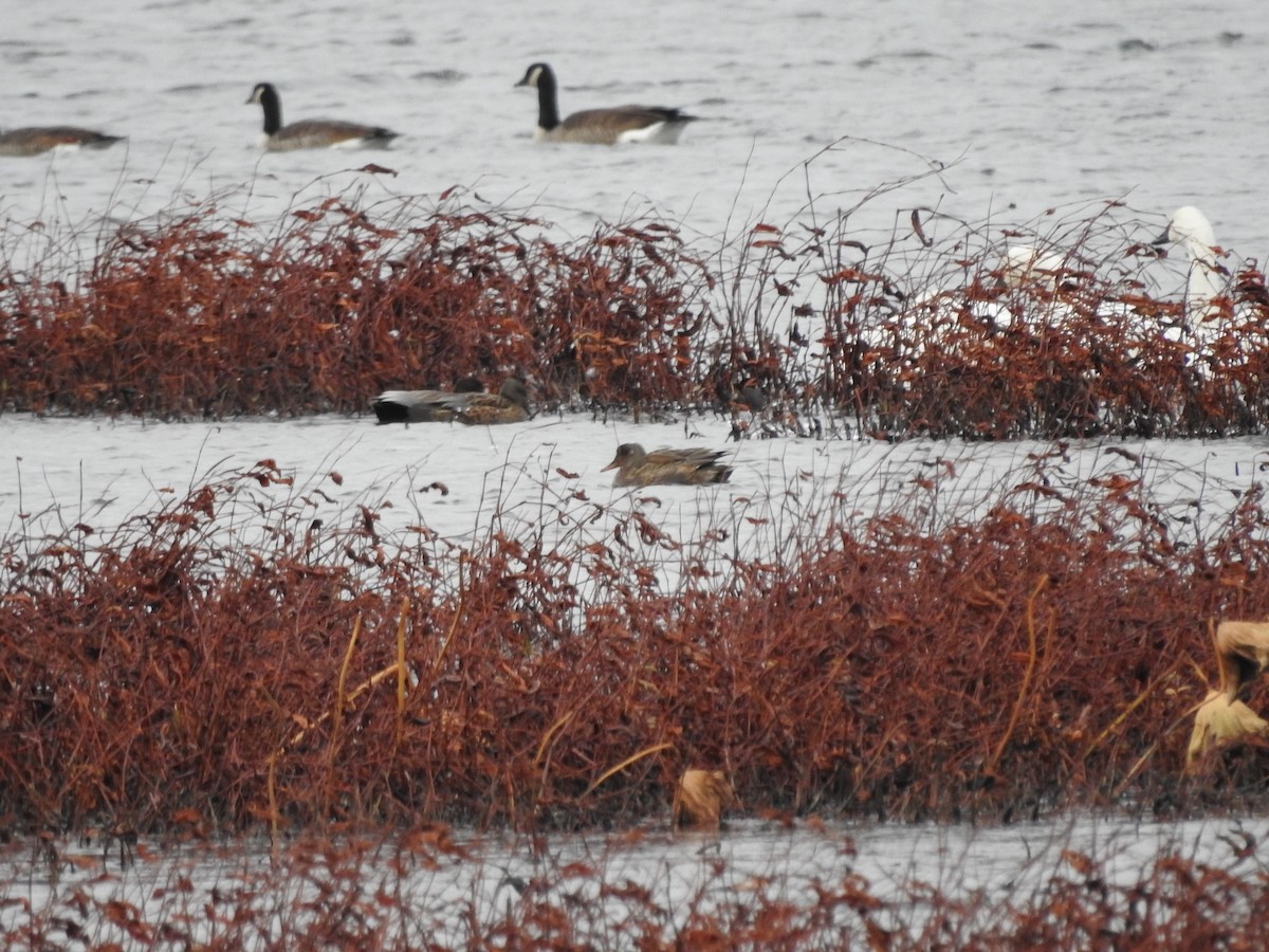 Kanadagans - ML646094189