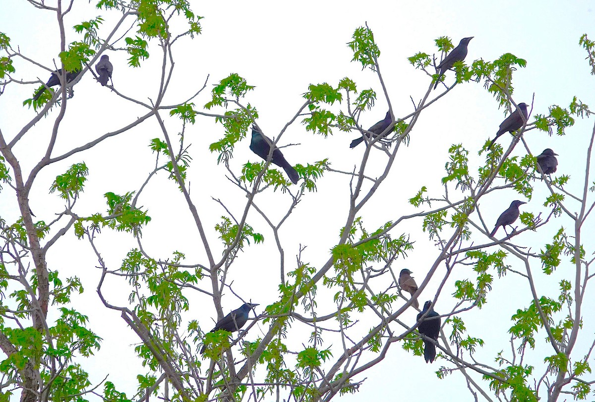 Zanate Común - ML646094191