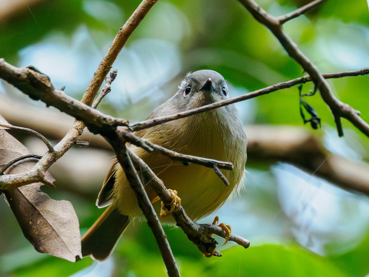 Huet's Fulvetta - ML646094192