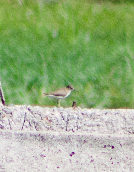 Solitary Sandpiper - ML646094194