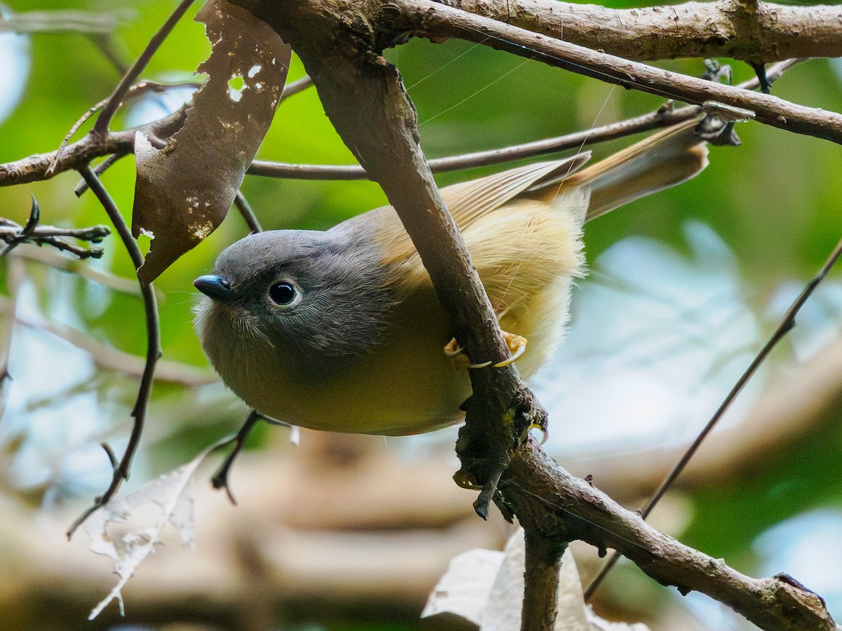 Huet's Fulvetta - ML646094197