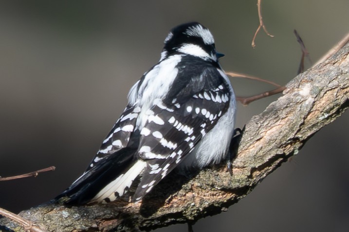 Downy Woodpecker - ML646094199
