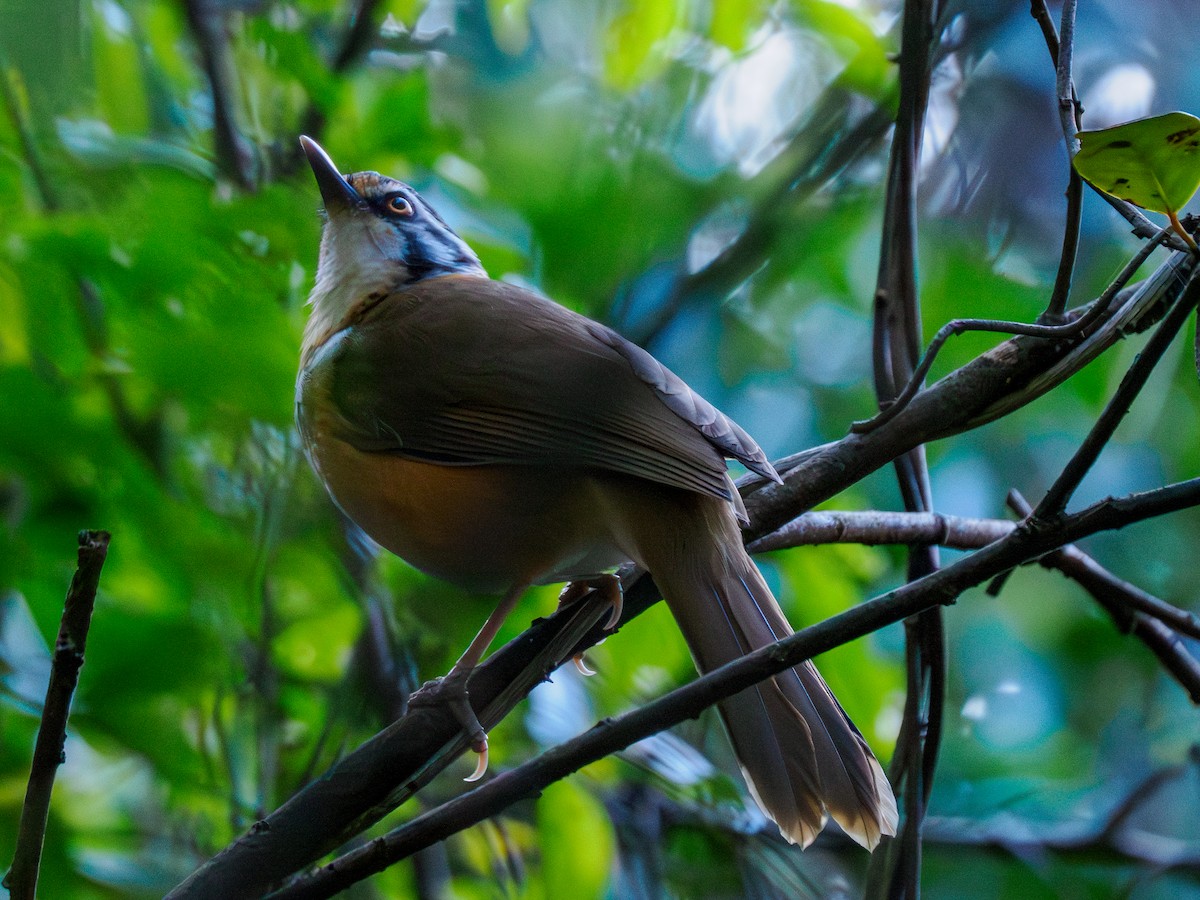 Lesser Necklaced Laughingthrush - ML646094200