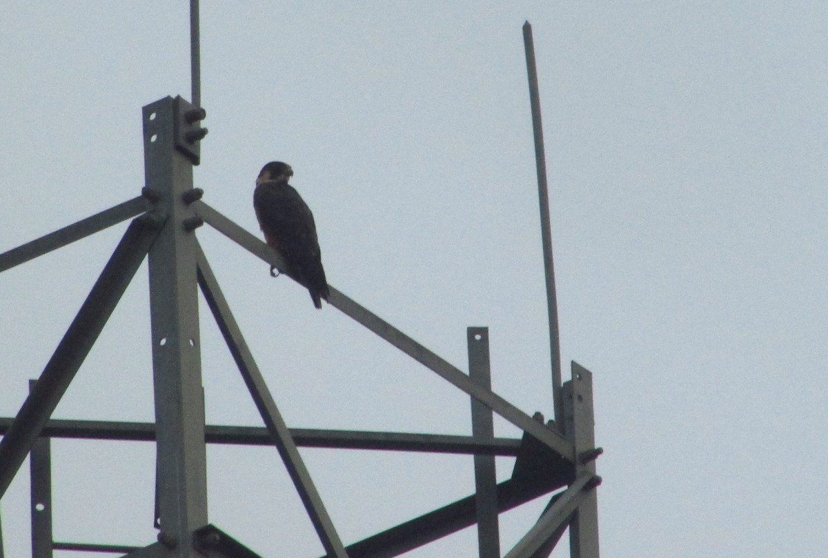 遊隼 - ML646094208