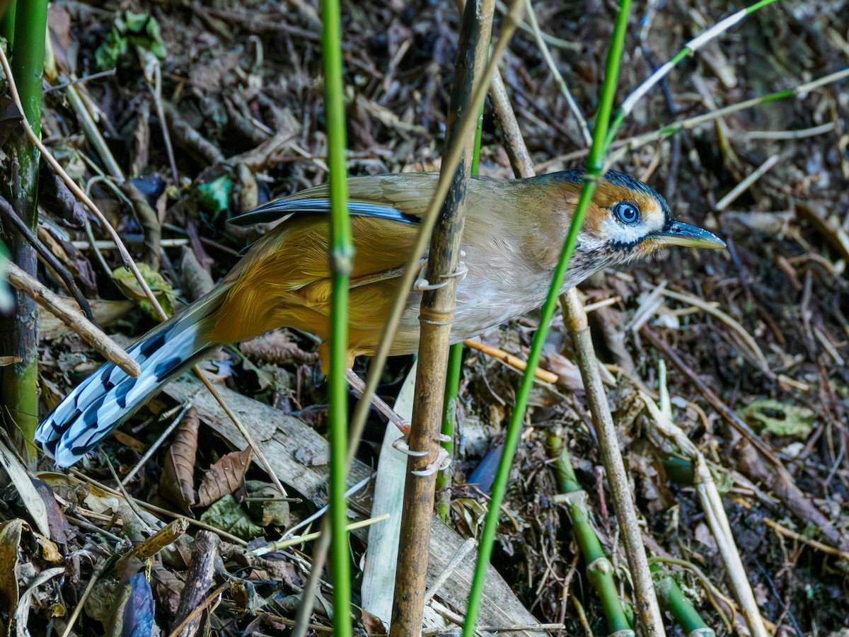 Moustached Laughingthrush - ML646094209