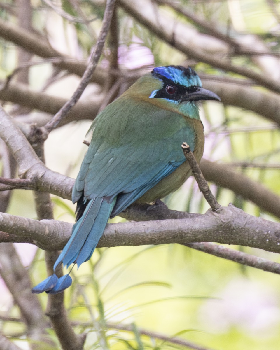 Lesson's Motmot - ML646094218