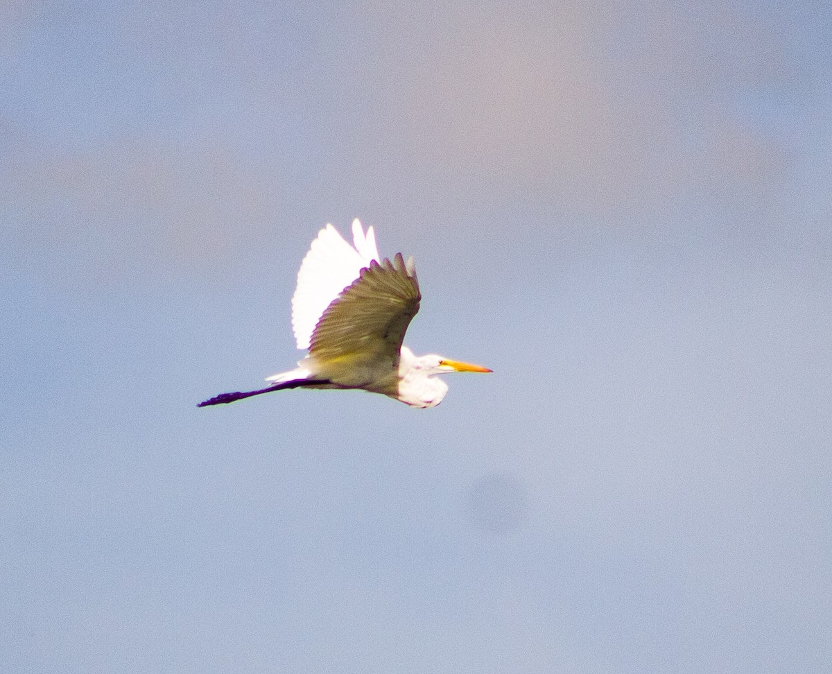 Great Egret - ML646094226