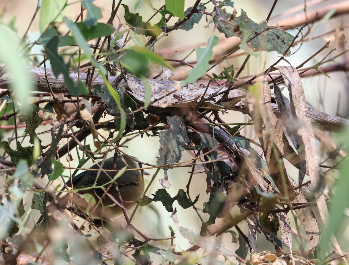 Common Yellowthroat - ML646094229