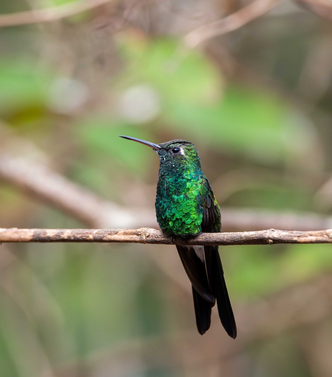 Cuban Emerald - ML646094242