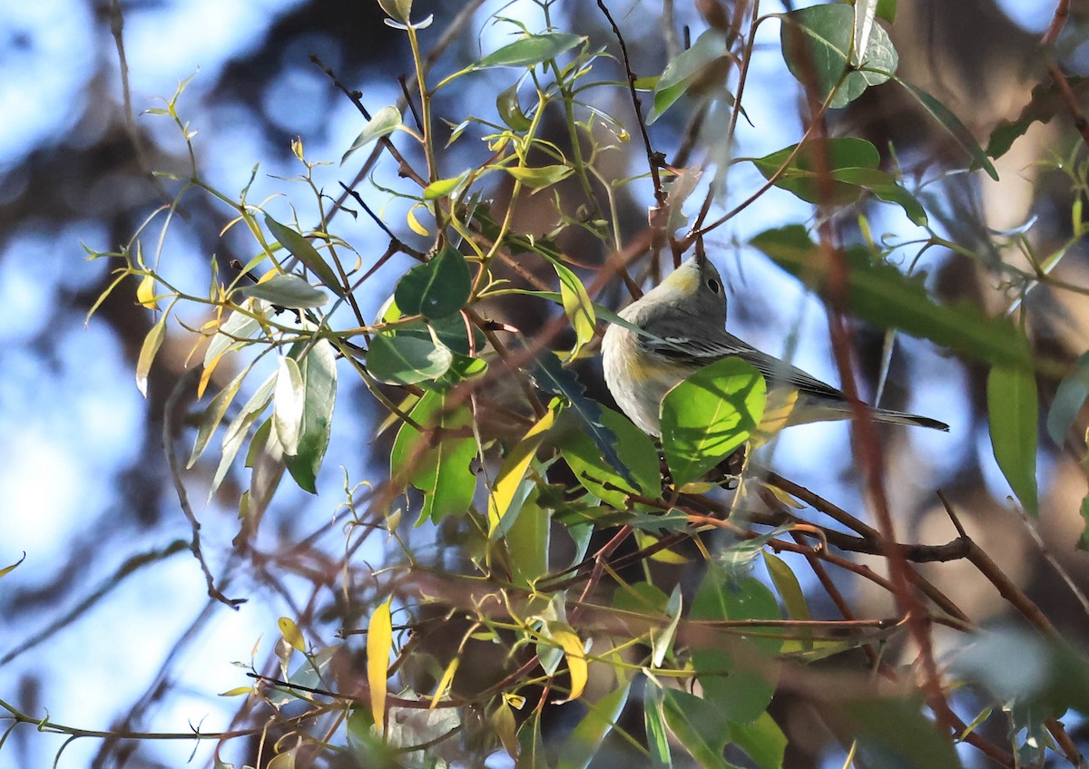 Yellow-rumped Warbler (Audubon's) - ML646094244