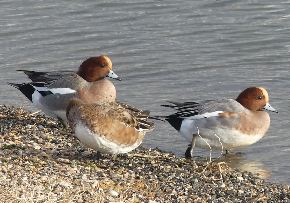 Eurasian Wigeon - ML646094247