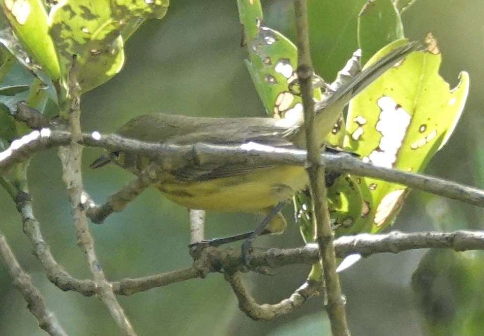 lesňáček pokřovní - ML646094265