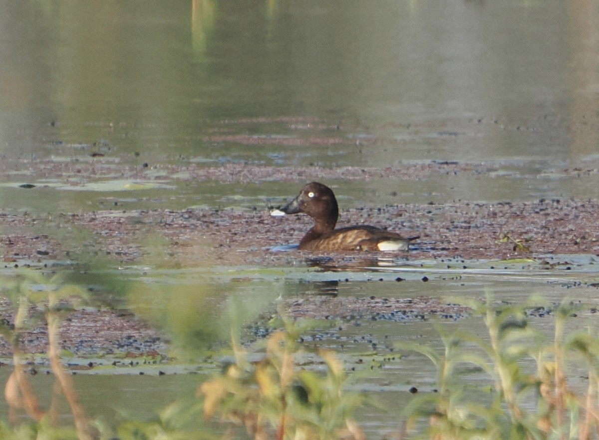 Hardhead - ML646094266