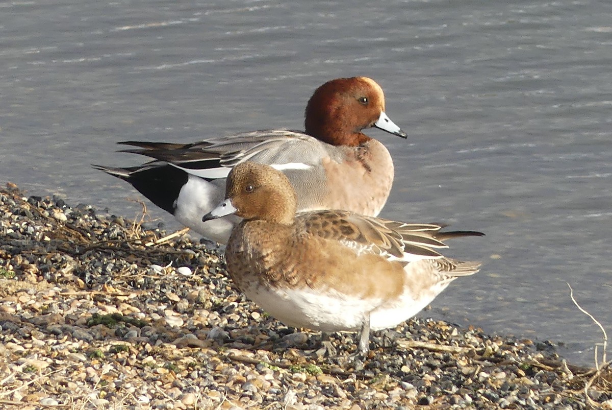 Eurasian Wigeon - ML646094269