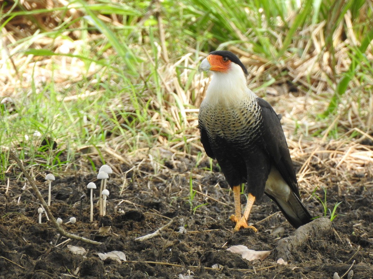 Tepeli Karakara - ML646094277