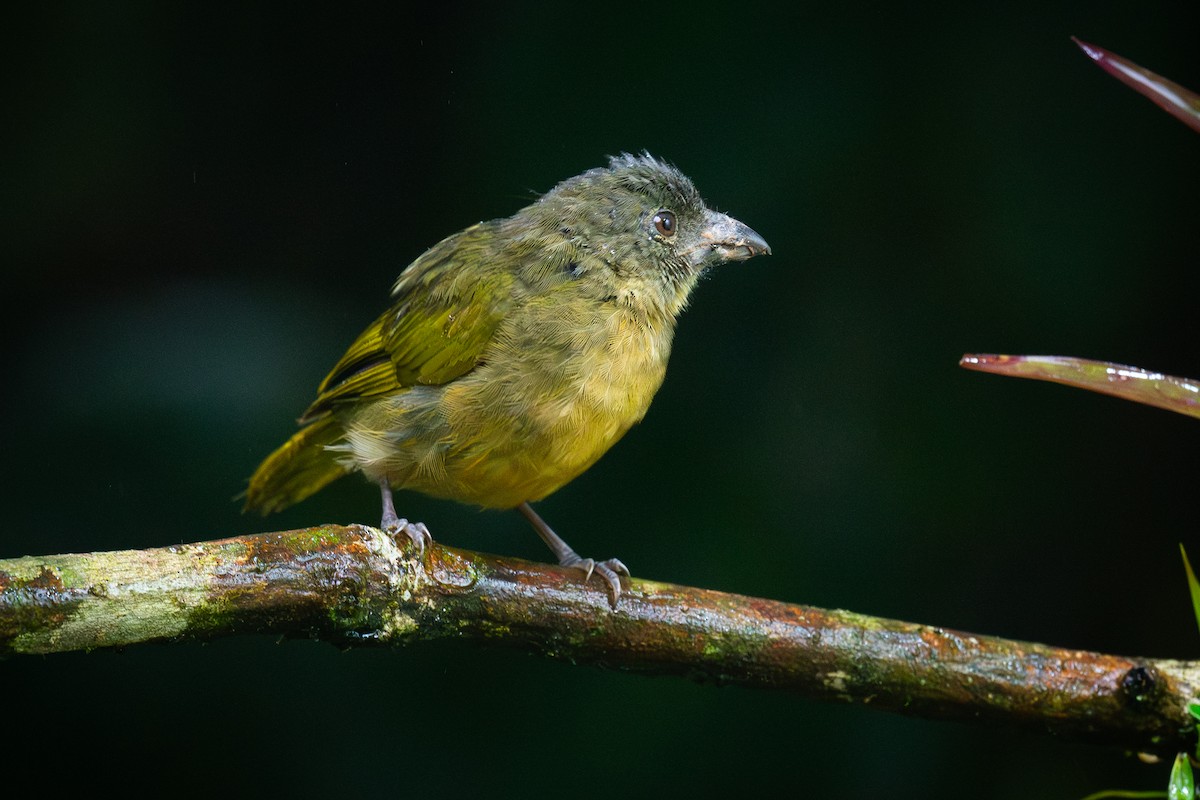 Ochre-breasted Tanager - ML646094279