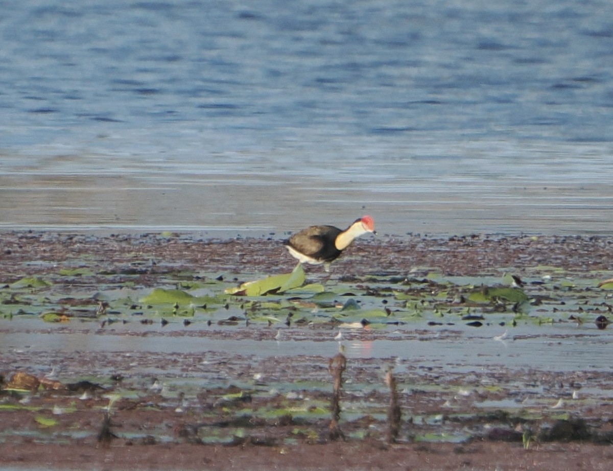 Comb-crested Jacana - ML646094280