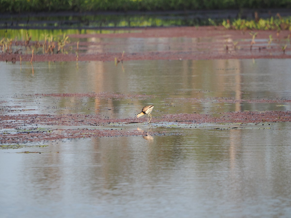 Comb-crested Jacana - ML646094281