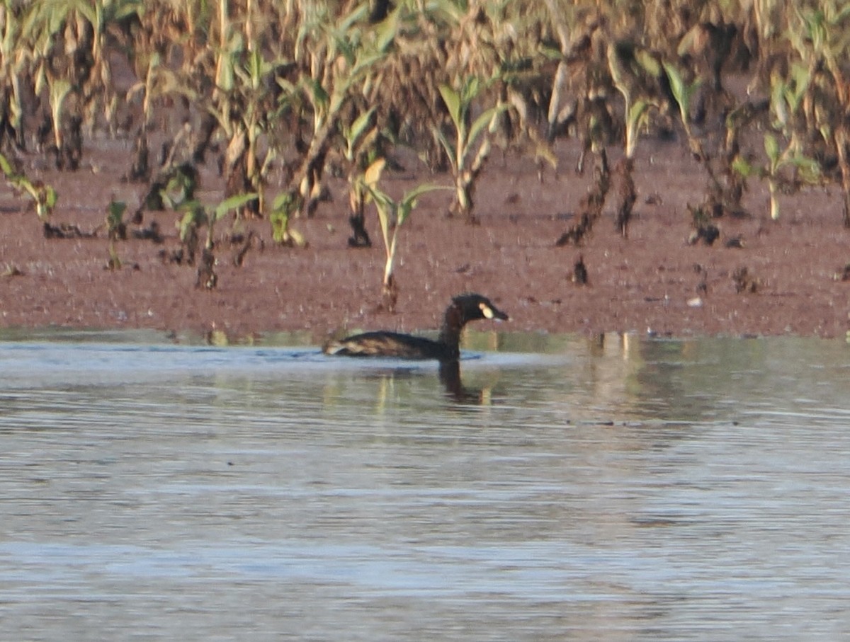 Australasian Grebe - ML646094282