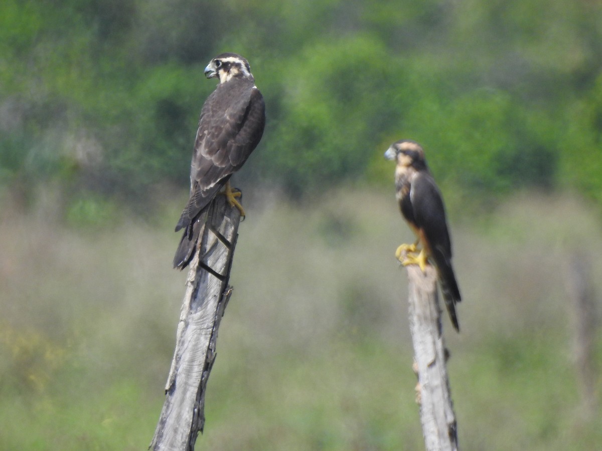 Kurşuni Doğan - ML646094283