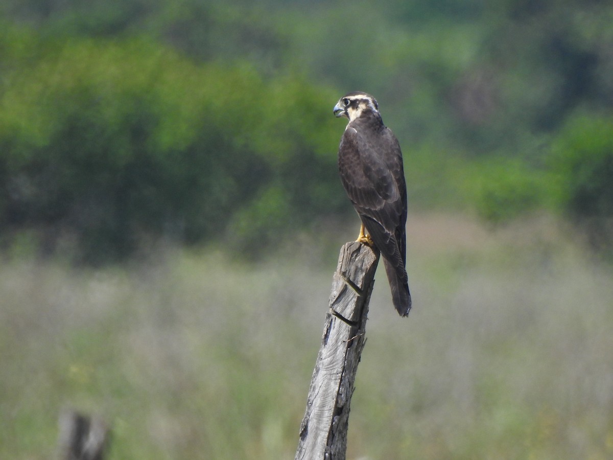 Kurşuni Doğan - ML646094284