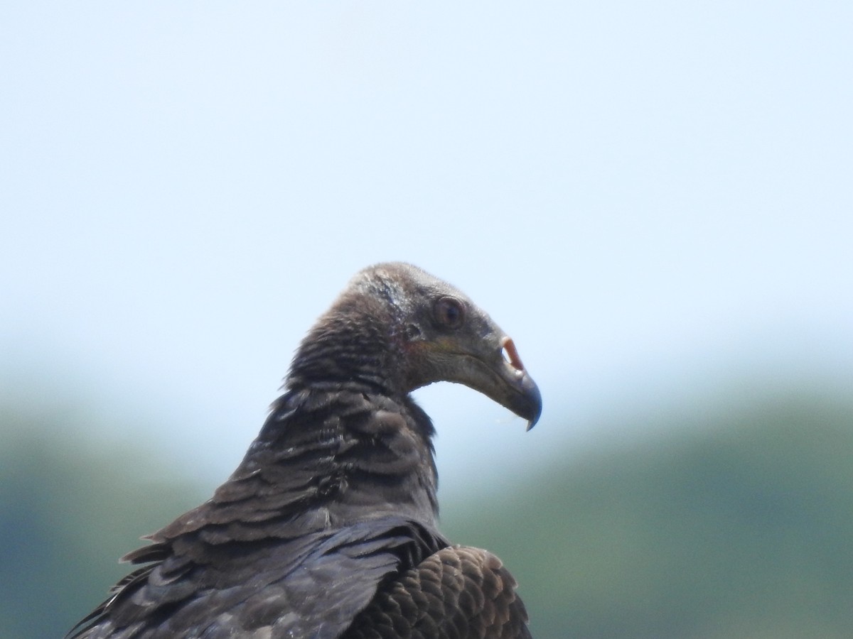 Küçük Sarı Başlı Akbaba - ML646094289