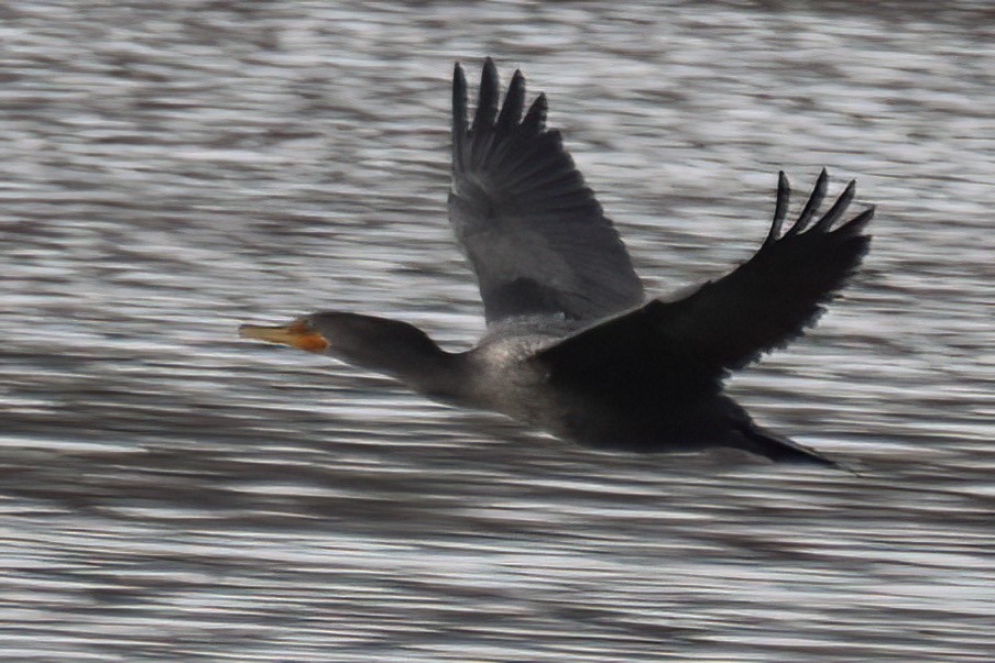 Double-crested Cormorant - ML646094302