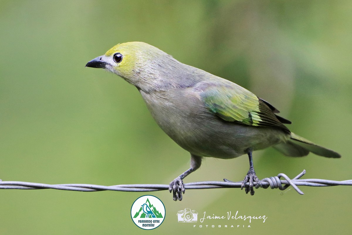 Palm Tanager - ML646094305