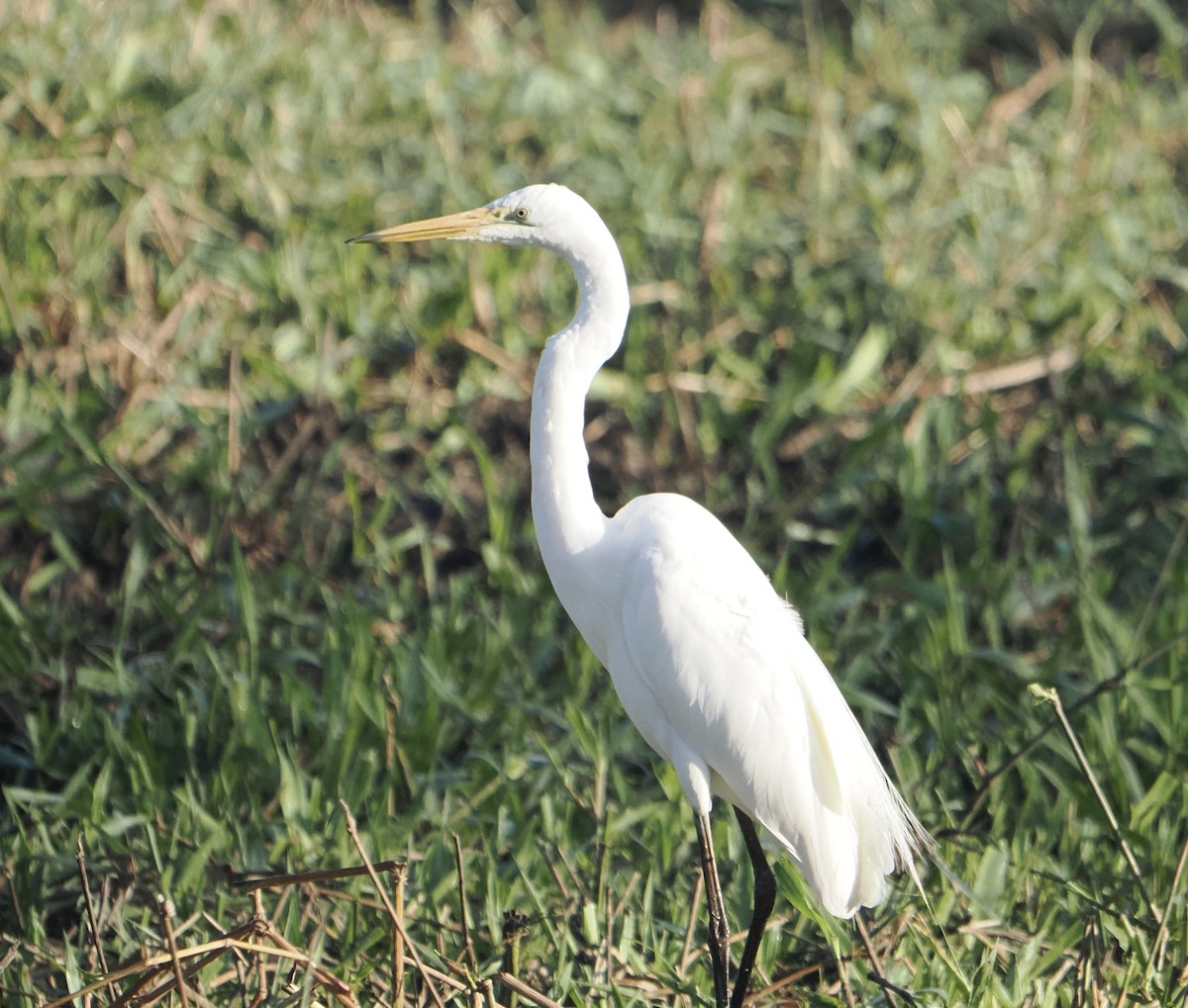 Great Egret - ML646094306